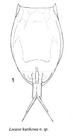 Lecane kutikowa - Original description image