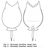 Lecane lamellata