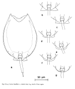Lecane lamellata
