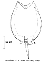 Lecane lamellata