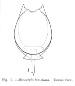 Lecane lamellata