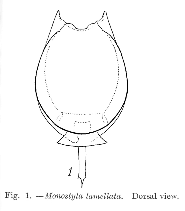 Lecane lamellata Lecane lamellata
