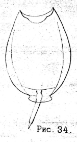 Lecane lamellata