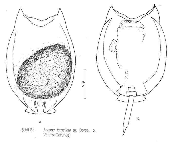 Lecane lamellata Lecane lamellata