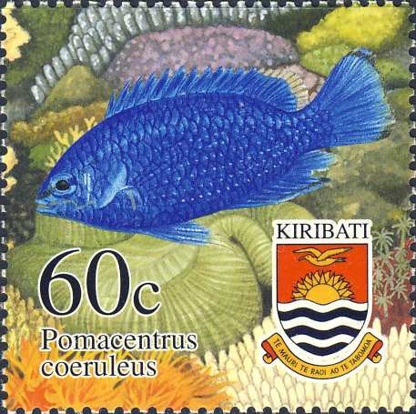 Pomacentrus caeruleus Pomacentrus caeruleus