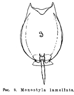 Lecane lamellata