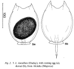 Lecane lamellata