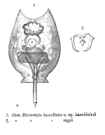 Lecane lamellata - Original description image