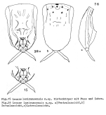 Lecane lamiranoensis - Original description image