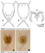 Lecane langsenensis - Original description image