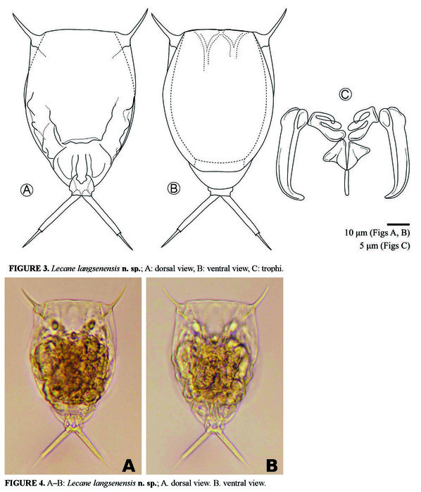 Lecane langsenensis - Original description image