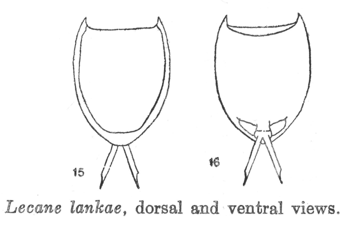 Lecane lankae - Original description image