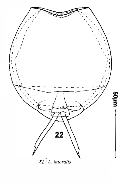 Lecane lateralis Lecane lateralis