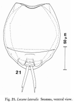 Lecane lateralis