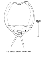 Lecane lateralis
