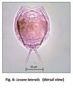 Lecane lateralis