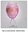 Lecane lateralis