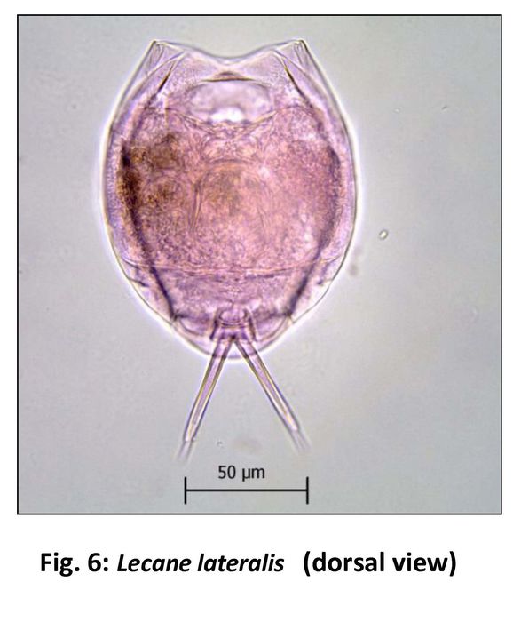 Lecane lateralis