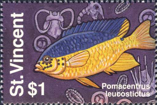 Pomacentrus leucostictus Pomacentrus leucostictus
