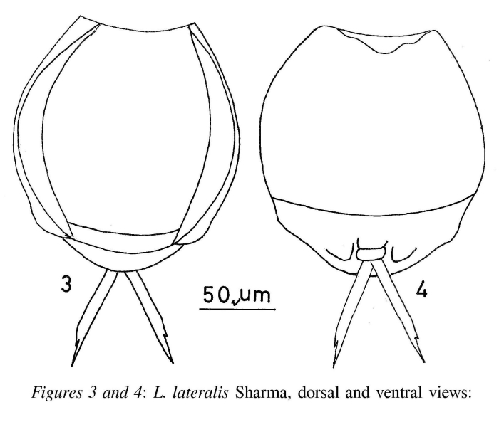 Lecane lateralis Lecane lateralis