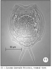 Lecane lateralis