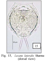 Lecane lateralis