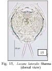 Lecane lateralis