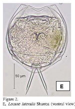 Lecane lateralis
