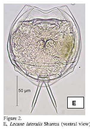 Lecane lateralis