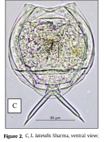 Lecane lateralis