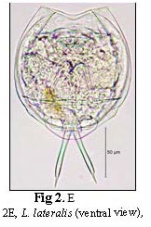 Lecane lateralis