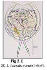 Lecane lateralis