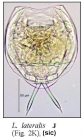 Lecane lateralis