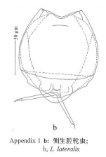 Lecane lateralis