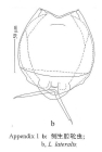 Lecane lateralis