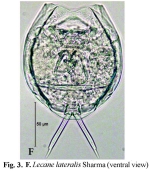 Lecane lateralis
