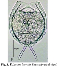 Lecane lateralis
