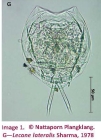 Lecane lateralis