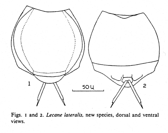 Lecane lateralis - Original description image