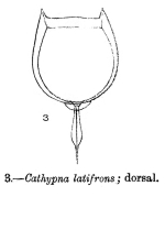 Lecane latifrons