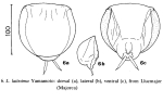 Lecane latissima