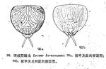 Lecane latissima