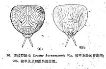 Lecane latissima