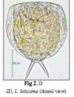 Lecane latissima