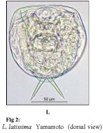 Lecane latissima