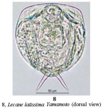 Lecane latissima