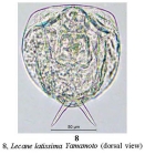 Lecane latissima
