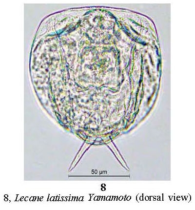 Lecane latissima Lecane latissima