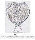 Lecane latissima