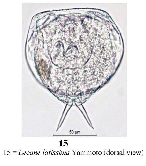 Lecane latissima